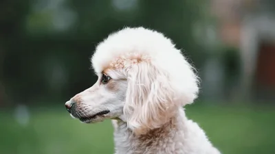 Adorable Poodle Dog Turning Head To Look At Camera
