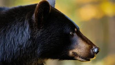 Black Bear Looking Around In The Forest