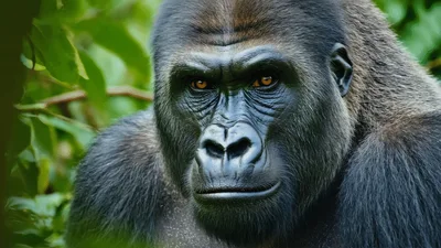 Close Up Portrait Of A Silverback Gorilla
