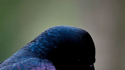 Close Up Portrait Of A Common Raven