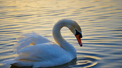 Graceful White Swan Swimming On Calm Lake At Sunset