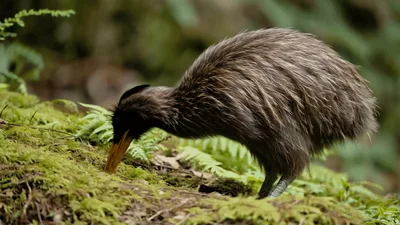 North Island Brown Kiwi Foraging in Forest
