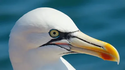 Close Up Portrait Of A Buller's Albatross