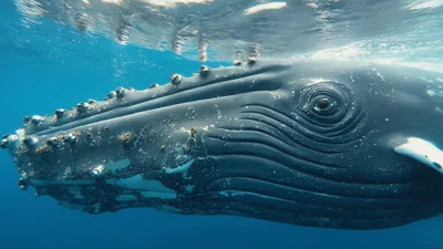 Humpback Whale Swimming Near The Ocean Surface