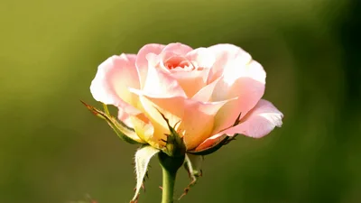 Time Lapse of a Pink Rose Blooming