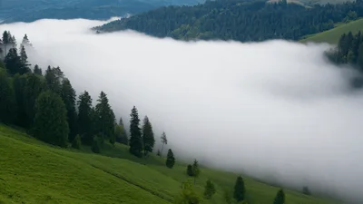 Thick Morning Fog Rolling Through Carpathian Mountain Valley