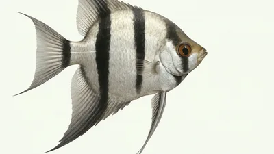 Angelfish Swimming Against A Plain White Background