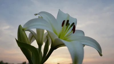 White Lily Flower Blooming Against Sunset Sky