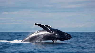 Humpback Whale Breaching Out Of The Ocean
