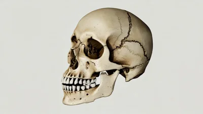 Human Skull Rotating Against A Plain White Background