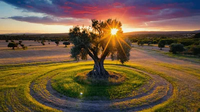 Aerial View Of Ancient Olive Tree At Sunset