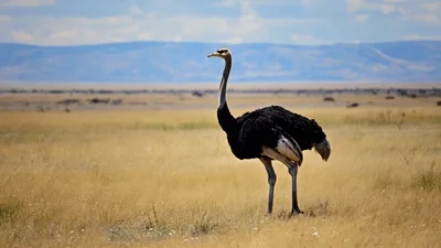 Male Ostrich Walking Across The African Savanna