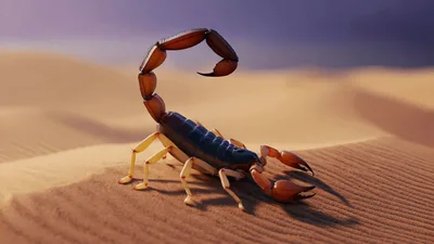 Scorpion Standing Still On Desert Sand Dunes