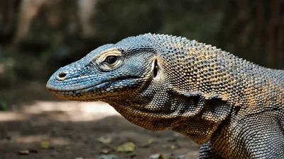 Komodo Dragon Looking Around In Its Natural Habitat