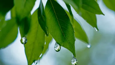 Raindrops Dripping From Lush Green Tree Leaves