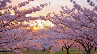 Sunset Light Shining Through Blooming Cherry Blossom Trees