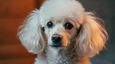 Close Up Portrait Of A White Poodle Dog