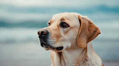 Golden Labrador Retriever Looking Around On The Beach