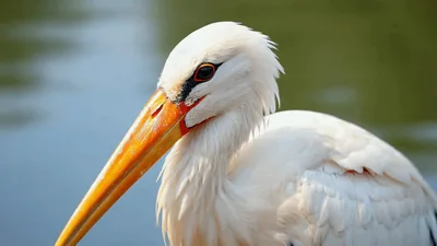 Close Up Portrait Of A White Stork
