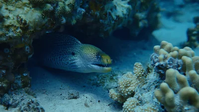 Yellow Mouth Moray Eel Resting Under Coral Reef