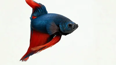 Blue And Red Betta Fish Swimming Against White Background