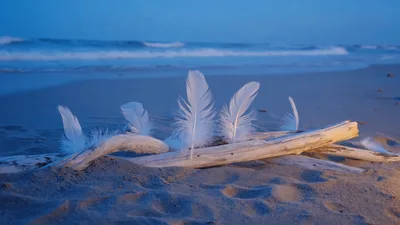 White Feathers Resting On Driftwood At The Beach