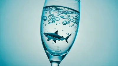 Small Shark Swimming Inside A Glass Of Water