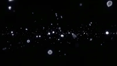 Floating White Petals Against A Dark Background