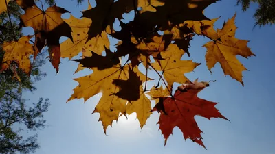 Golden Autumn Maple Leaves Swaying Against Bright Sun