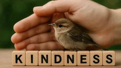 Human Hand Protecting A Small Bird On Kindness Blocks
