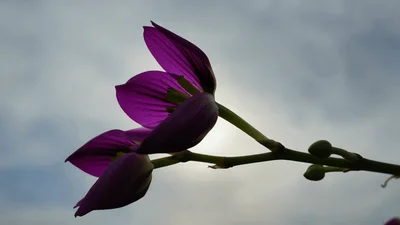 Purple Orchid Flower Blooming Against Cloudy Sky