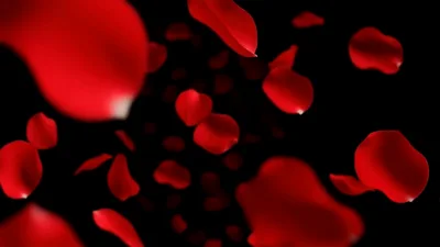 Red Rose Petals Falling Against Black Background