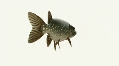 Northern Pike Fish Rotating Against A White Background