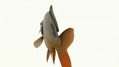Mirror Carp Swimming In A White Background