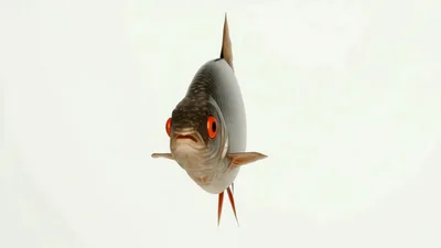 Common Rudd Fish Rotating Against A White Background