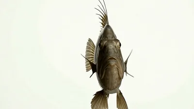 John Dory Fish Rotating Against White Background