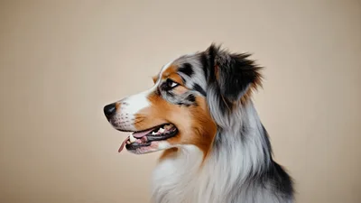 Australian Shepherd Dog Looking Around In Studio