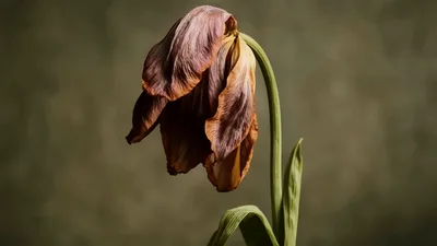 Wilted Tulip Flower Drooping Against A Textured Background