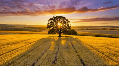 Aerial View Of A Lone Oak Tree In Wheat Field
