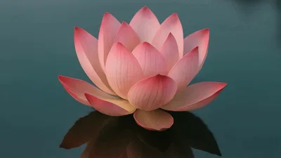Pink Lotus Flower Floating On Calm Water Surface