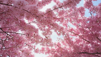 Pink Cherry Blossom Branches Swaying In The Wind