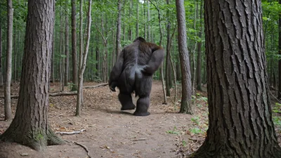 Bigfoot Walking Away Through A Dense Forest