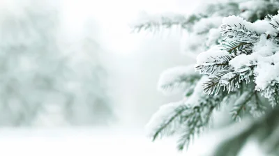 Snow Covered Pine Tree Branch In Winter