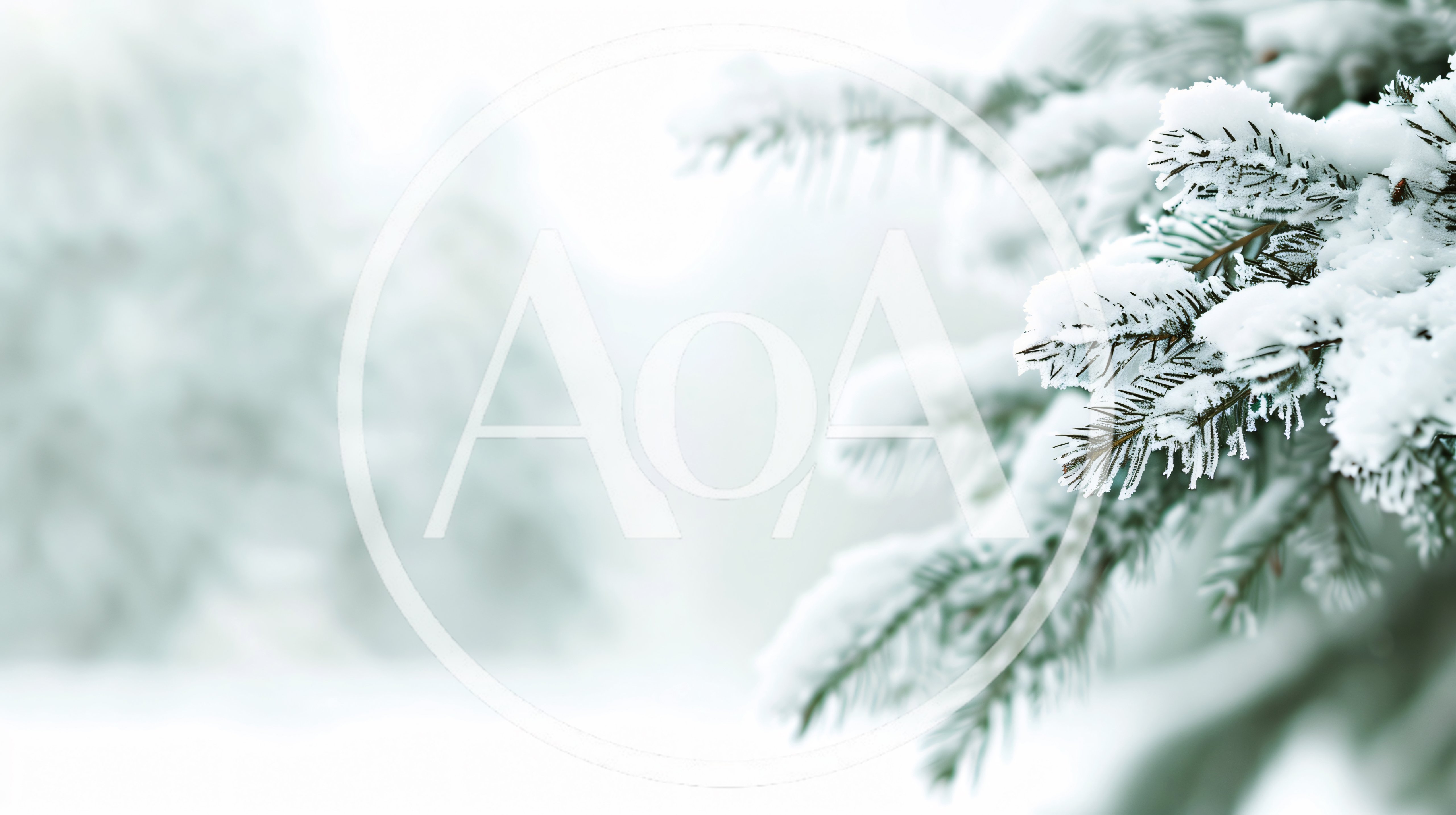 Snow Covered Pine Tree Branch In Winter