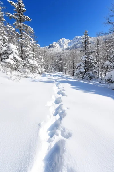 Footprints Leading Through A Snowy Winter Forest