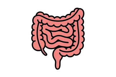 Human Large and Small Intestine Illustration