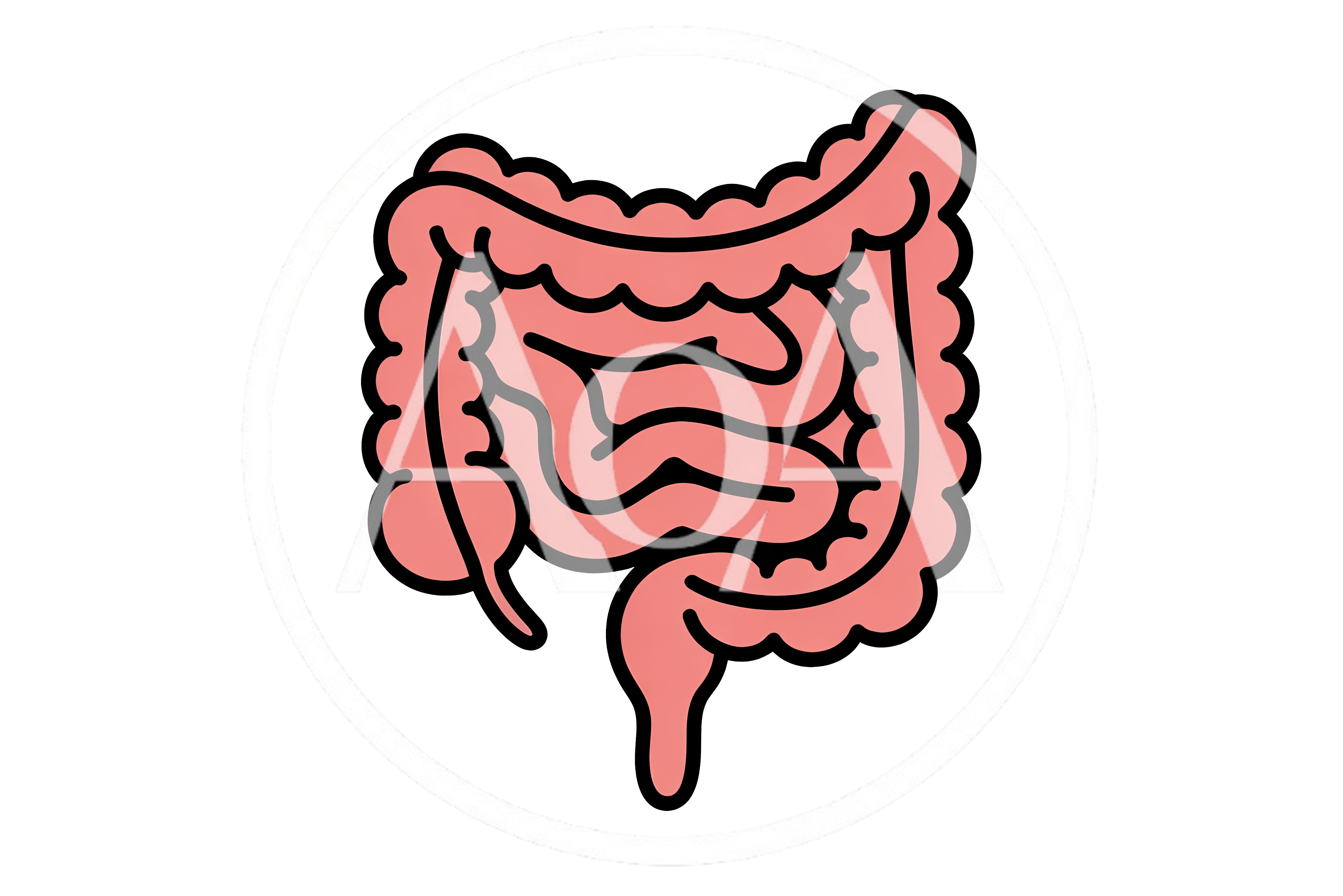 Human Large and Small Intestine Illustration