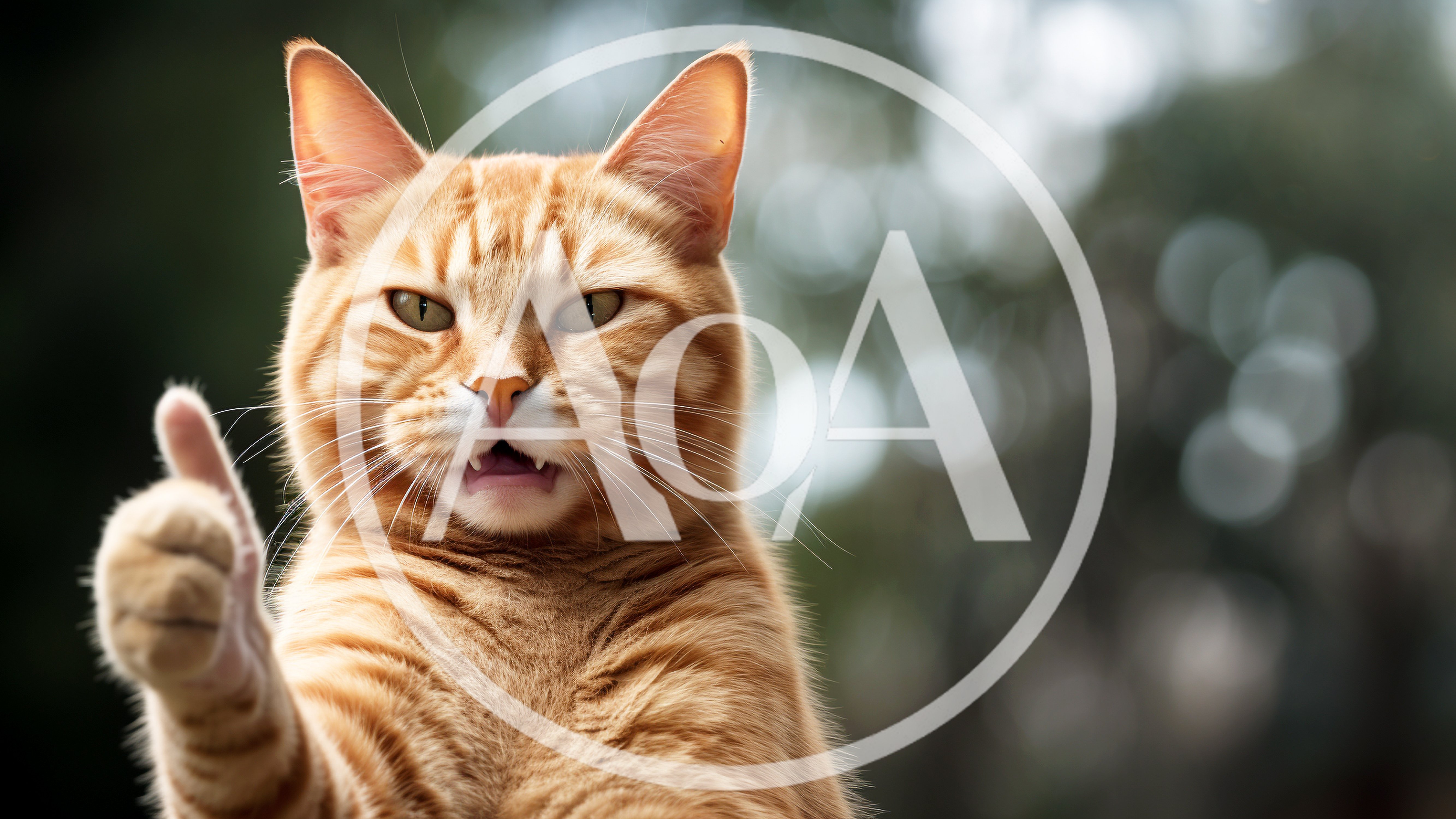 Funny Orange Tabby Cat Giving A Thumbs Up