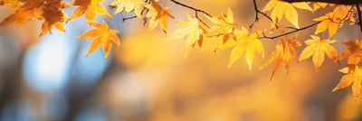 Golden Maple Leaves Hanging From Branch