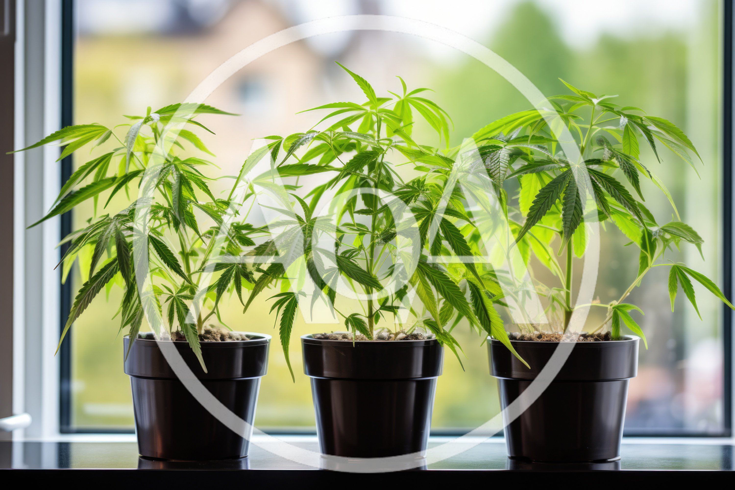 Three Potted Cannabis Plants On A Sunny Window Sill